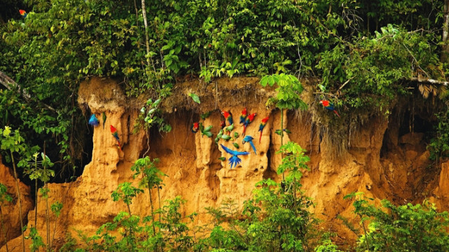 Papagaienlecke Regenwald